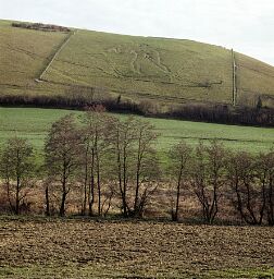 View of the Cerne Giant cut into the chalk, Cerne Giant  © National  Trust