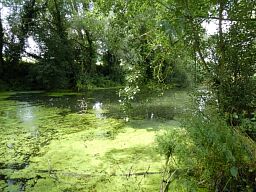 Irrigation pond, Francis Court Farm, Killerton © National Trust