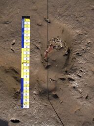 Human Footprint trail, Formby © National Trust
